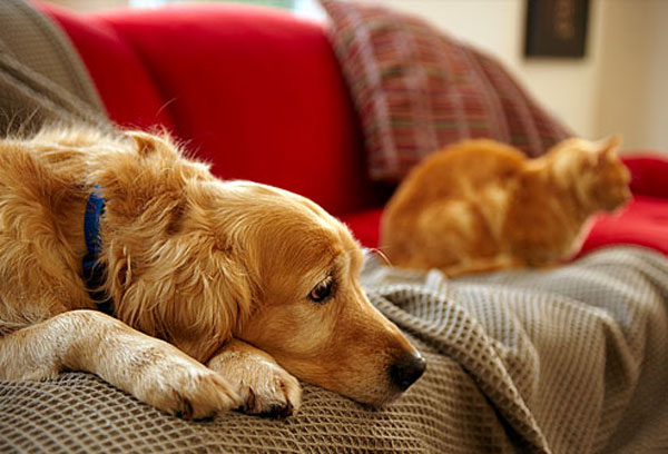 polizza animali domestici